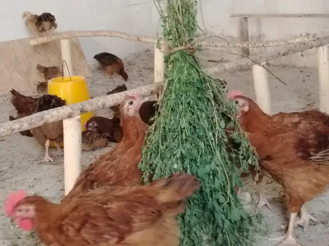 Чучаи Ломан Браун Корейский, Джайхун (Кумсангир)