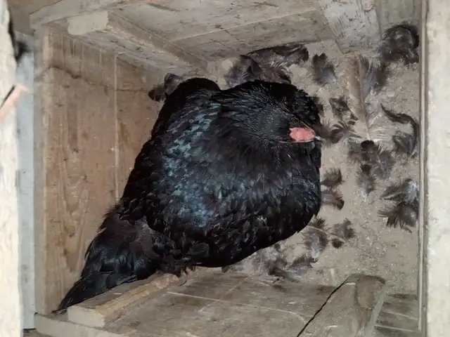 Мурги курк, Худжанд