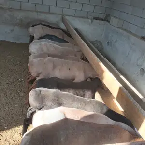 Гусфанд, Худжанд