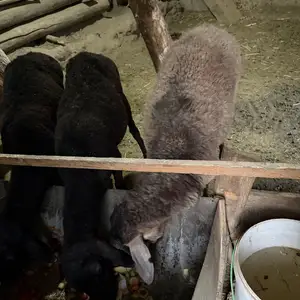 Гусфанд, Душанбе