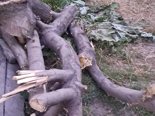 Хезум, Душанбе