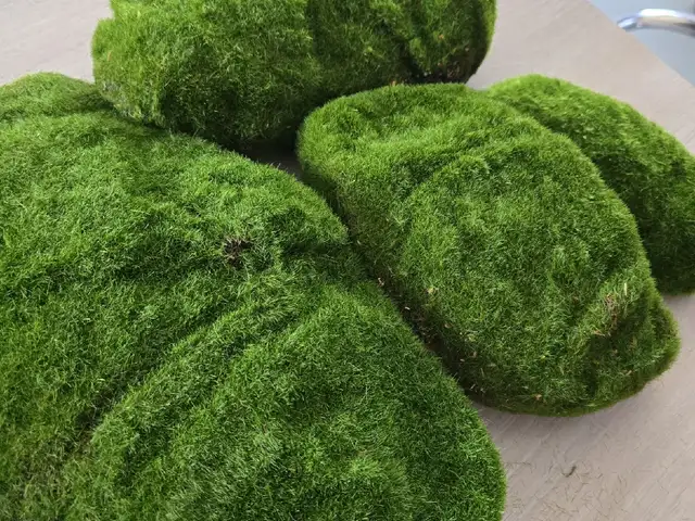 Мох Искусственный, Душанбе