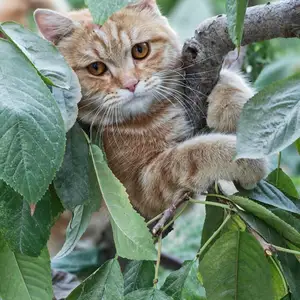Кошка для вязки, Хуҷанд