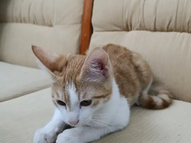 Котенок, Душанбе
