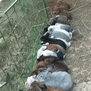 Харгуш, Душанбе