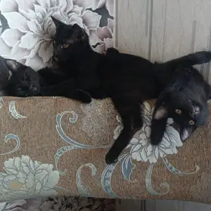 Котята, Бобоҷон Ғафуров