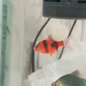 Рыба Барбусы, Душанбе