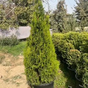 Туя самаранч, Душанбе