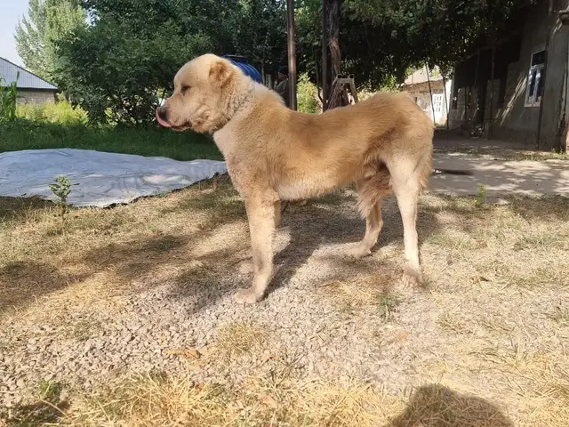 Алабай, Файзобод