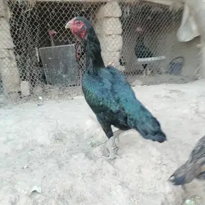 Тухми зоти шамо, Ваҳдат