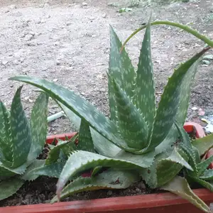 Алоэ, Худжанд