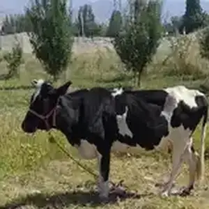 Гови бегӯсола, Пенджикент