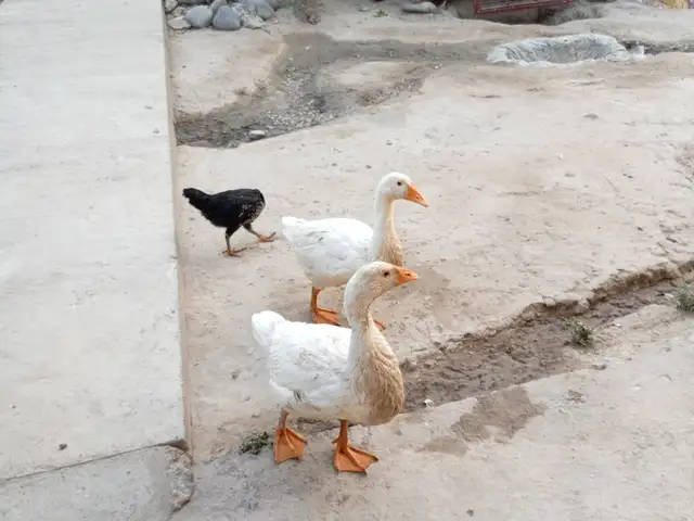 Гоз, Панҷакент