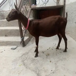 Буз, Истаравшан