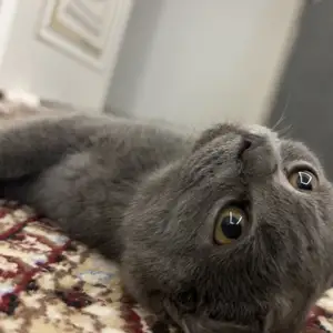 Шотландская кошечка, Душанбе