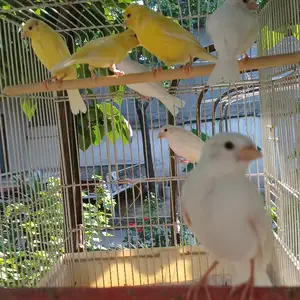Канарейка чуча, Душанбе
