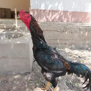 Чучахои дакан, Турсунзаде
