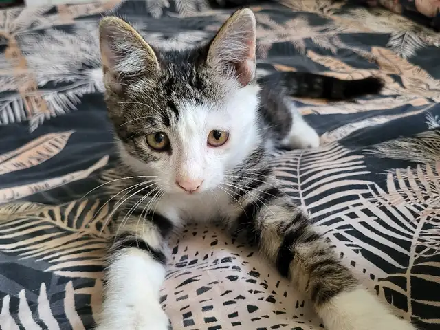Котенок в добрые руки, Душанбе