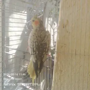 Попугай корелла, Душанбе