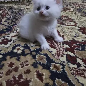 Персидский котенок, Худжанд