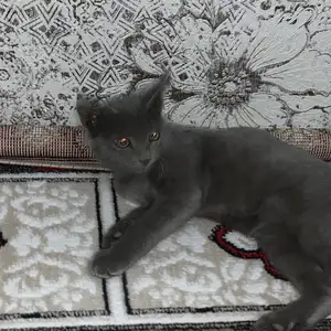 Кошка, Душанбе