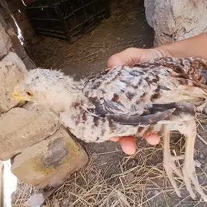Мург, Душанбе