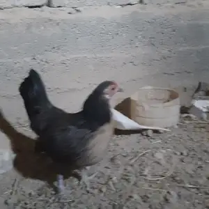 Мурги японча, Душанбе