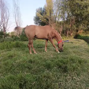 Асп, Турсунзаде