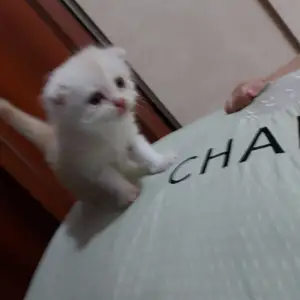 Шотландская кошка, Душанбе