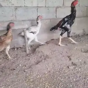 Дакан, Фархор