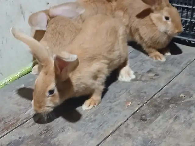 Харгуш, Душанбе