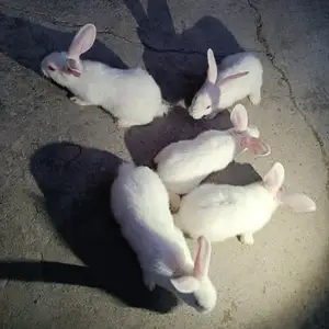 Харгуш, Душанбе