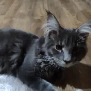 Кот, Душанбе