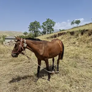 Аспи 2 сола, Душанбе