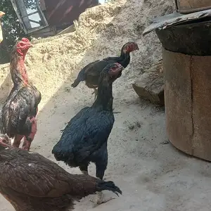 Дакан, Душанбе