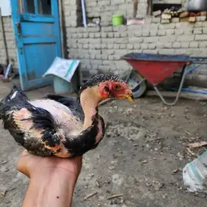 Дакан, Исфара