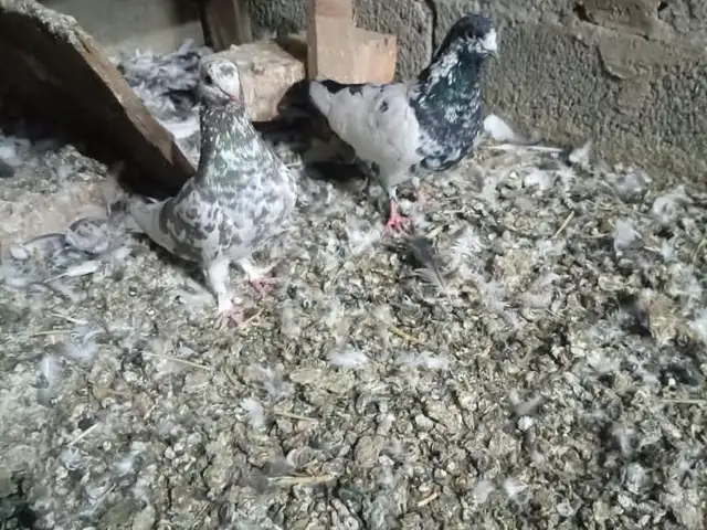 Кафтар, Душанбе