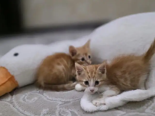 Кошки, Душанбе