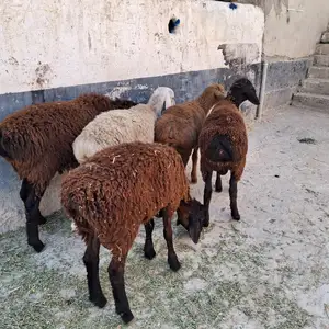 Гусфанд, Хуҷанд