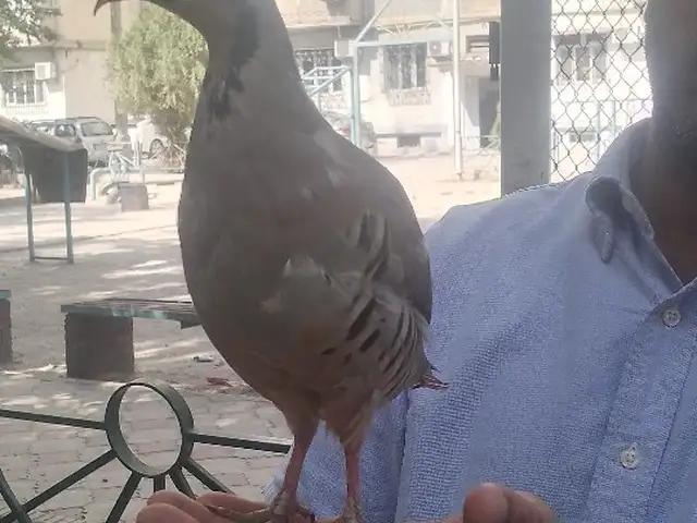 Кабк, Душанбе