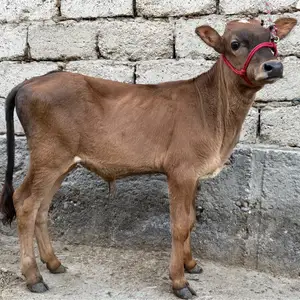 Букача, Хуҷанд