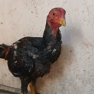 Дакан, Хуҷанд