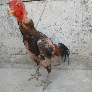 Хуруз дакан, Худжанд