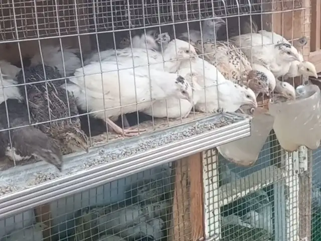 Бедона, Данғара