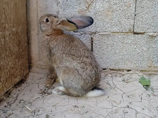 Харгушҳои нар, Хуҷанд