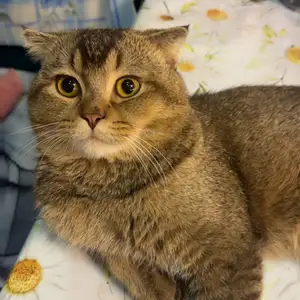 Кот на вязку, Душанбе