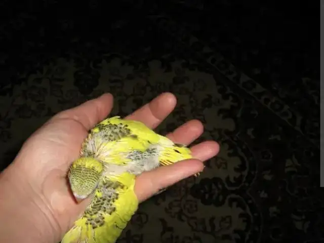 Попугай, Душанбе