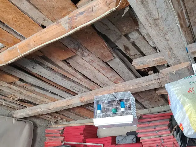 Клетка, Худжанд