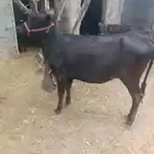 Гуночин, Турсунзаде
