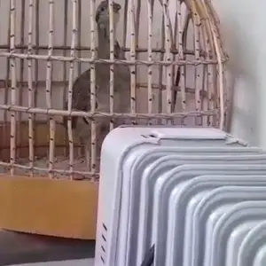 Кабк, Душанбе